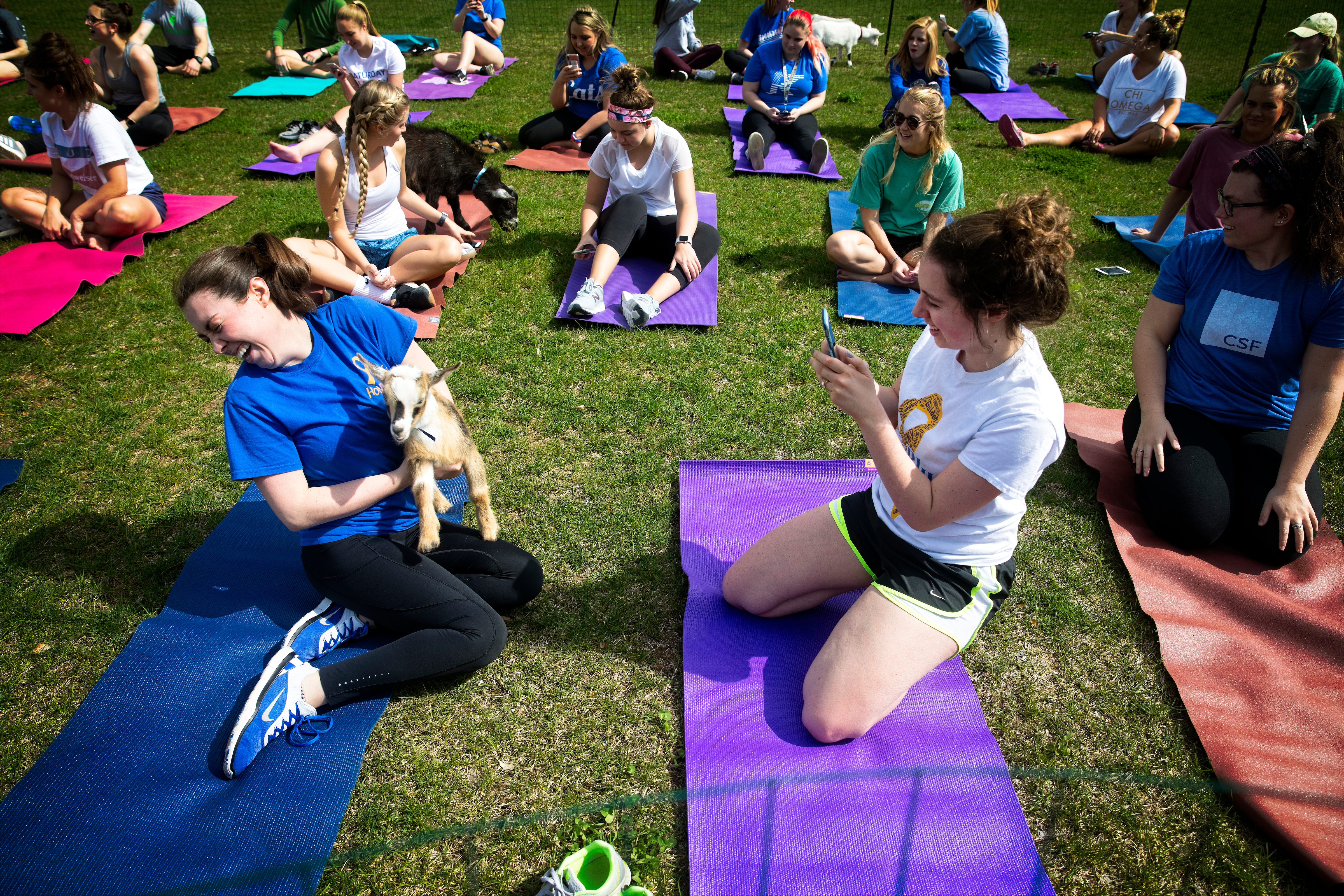 goat yoga