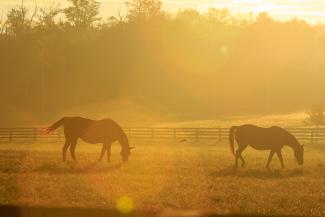 horses